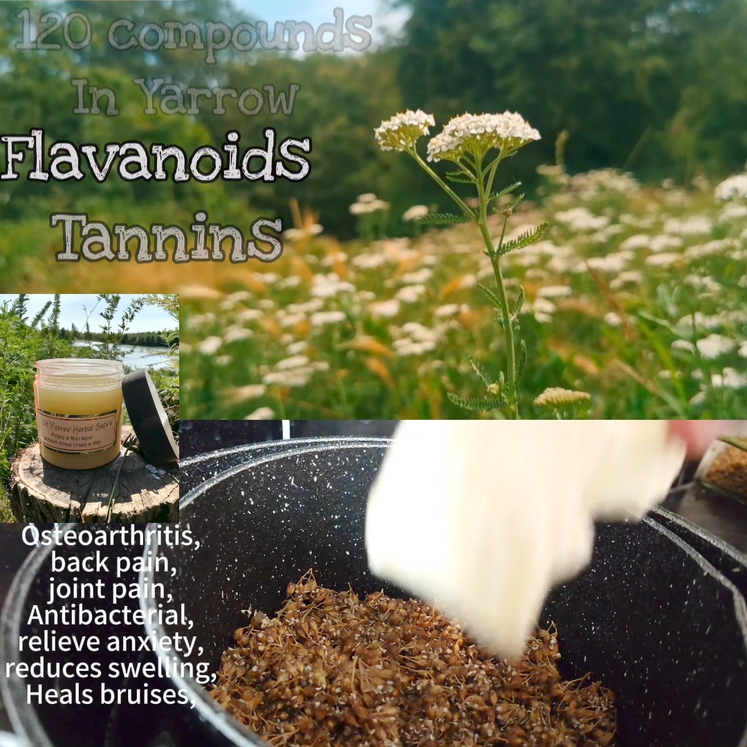Wild Yarrow Herbal Salve – radivita