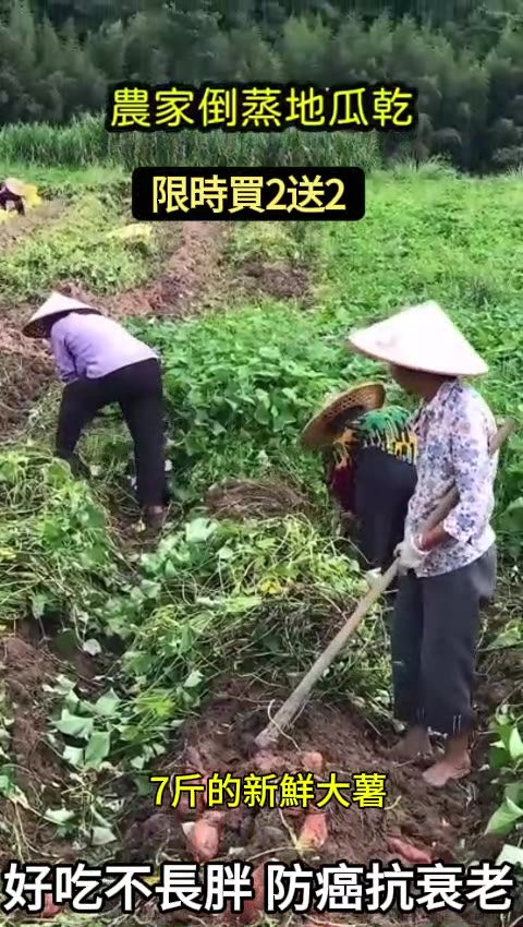 【限時特惠 買2送2 購買指定方案再贈送價值$59一瓶有機草莓乾（200g）】#地瓜先生 香港唯一官方網站，台灣正品地瓜乾，無糖無添加劑，3蒸3烘古法製作，Q軟香甜，吃出健康原味~ 小袋250g（5-7條）大袋500g（10-15條） 广告素材