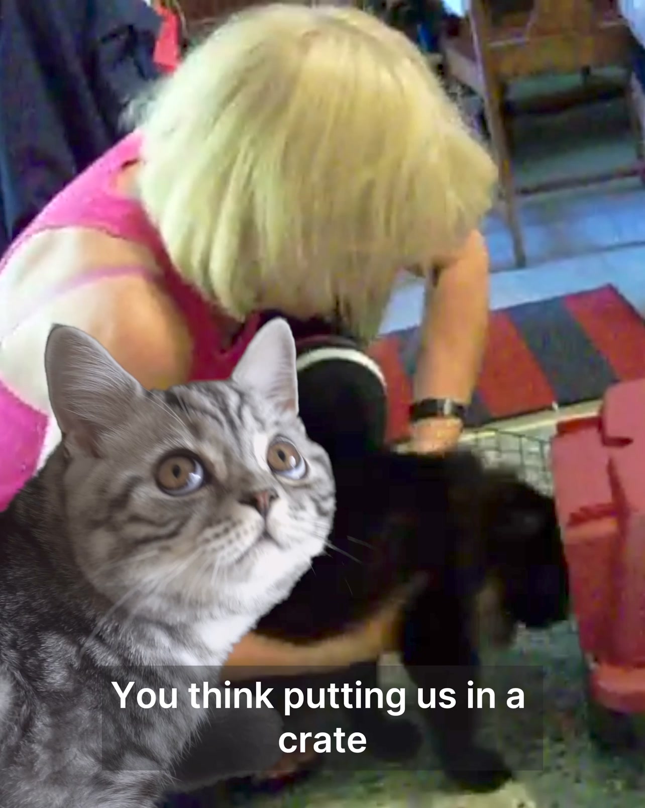 5 Reasons Why This Cat Carrier Pouch Is On Every Cat Parent's 2024 Wis