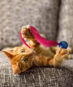 2023 Hot Sale🔥Typared Jiggle Ball for Cat ad creative