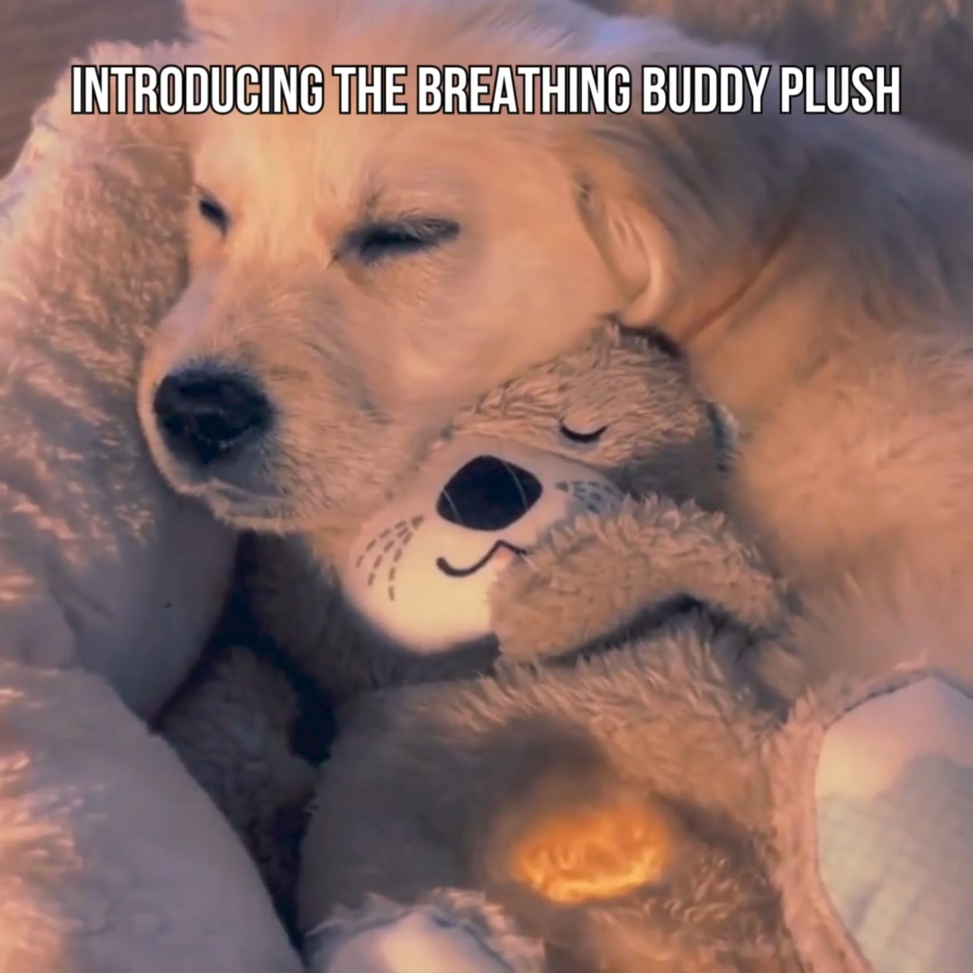 Calm & Comfort Your Pet – Pawsome Dreamland 广告素材