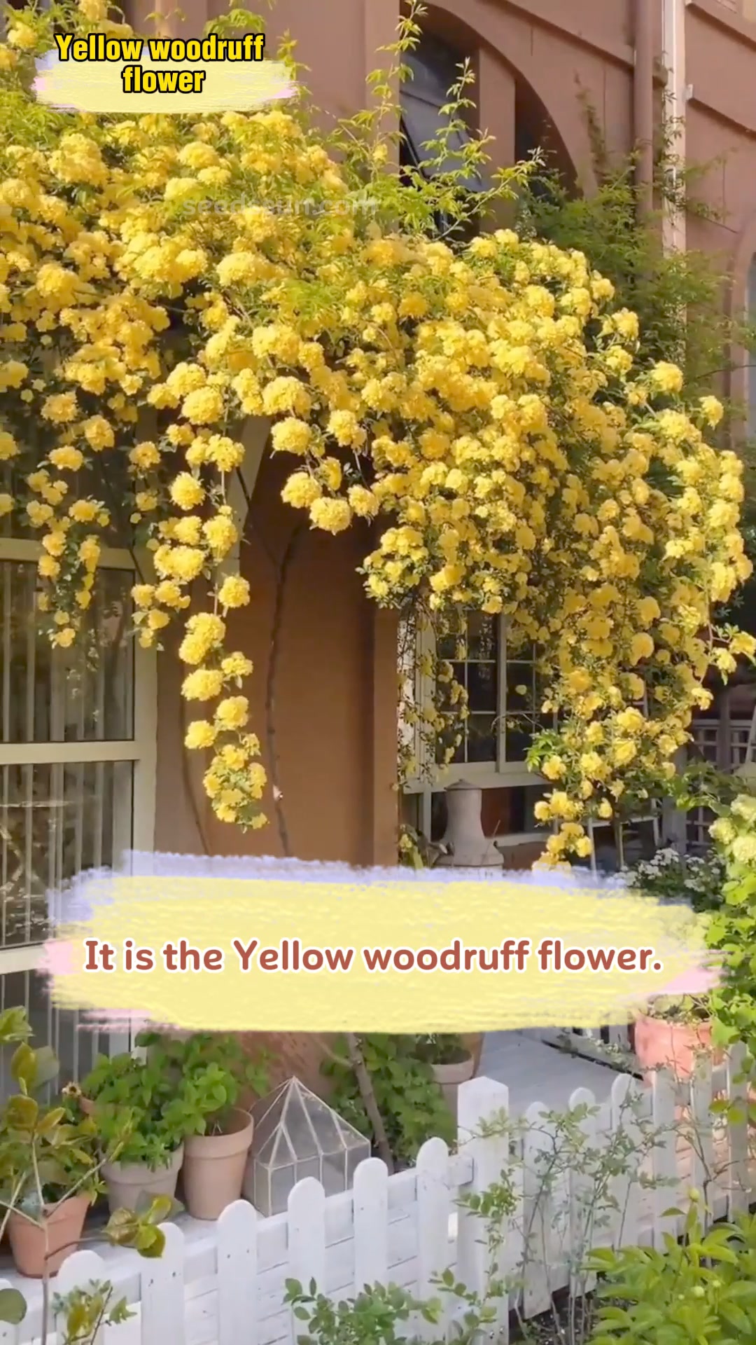 Redwood Creeper Flower Seeds🌸【7 days germination】Last Day Sale - 50% 广告素材