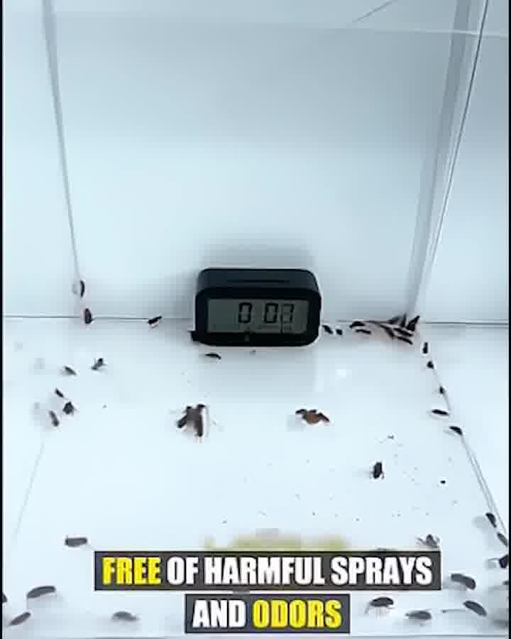 Roach Ace Bait Station