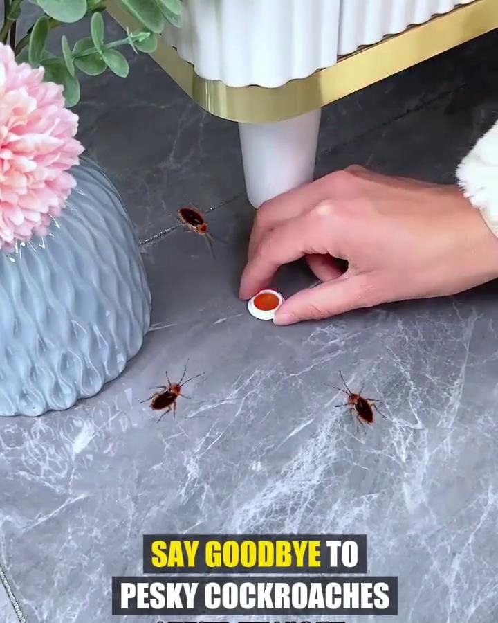 🔥49% OFF TODAY ONLY🔥Roach Ace Bait Station 广告素材