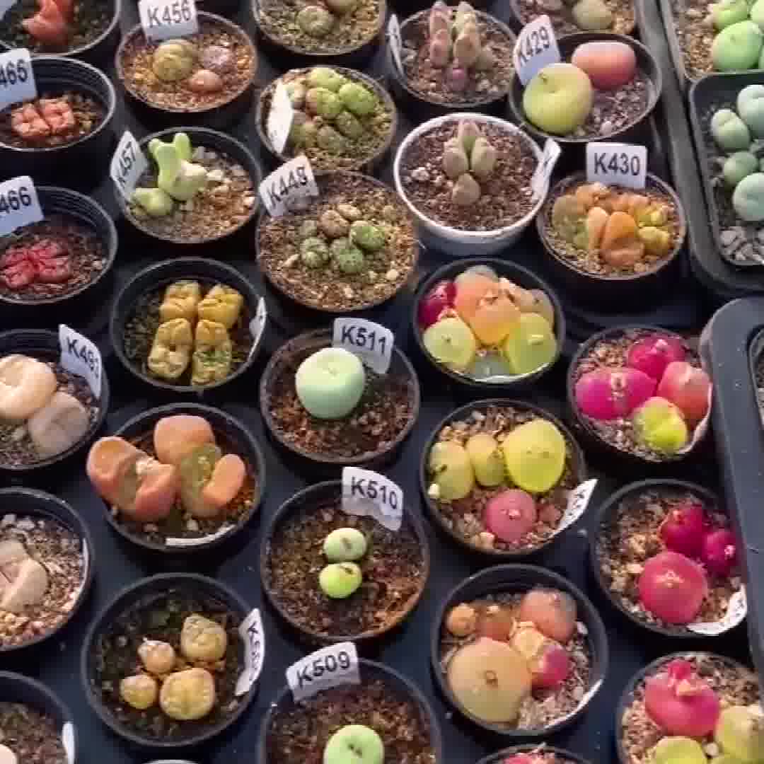 27 Kinds of Succulent Plants to Choose(BUY 2 GET 10% OFF!!) - succulentclub 广告素材