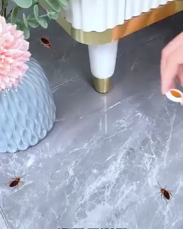 Roach Ace Bait Station 广告素材