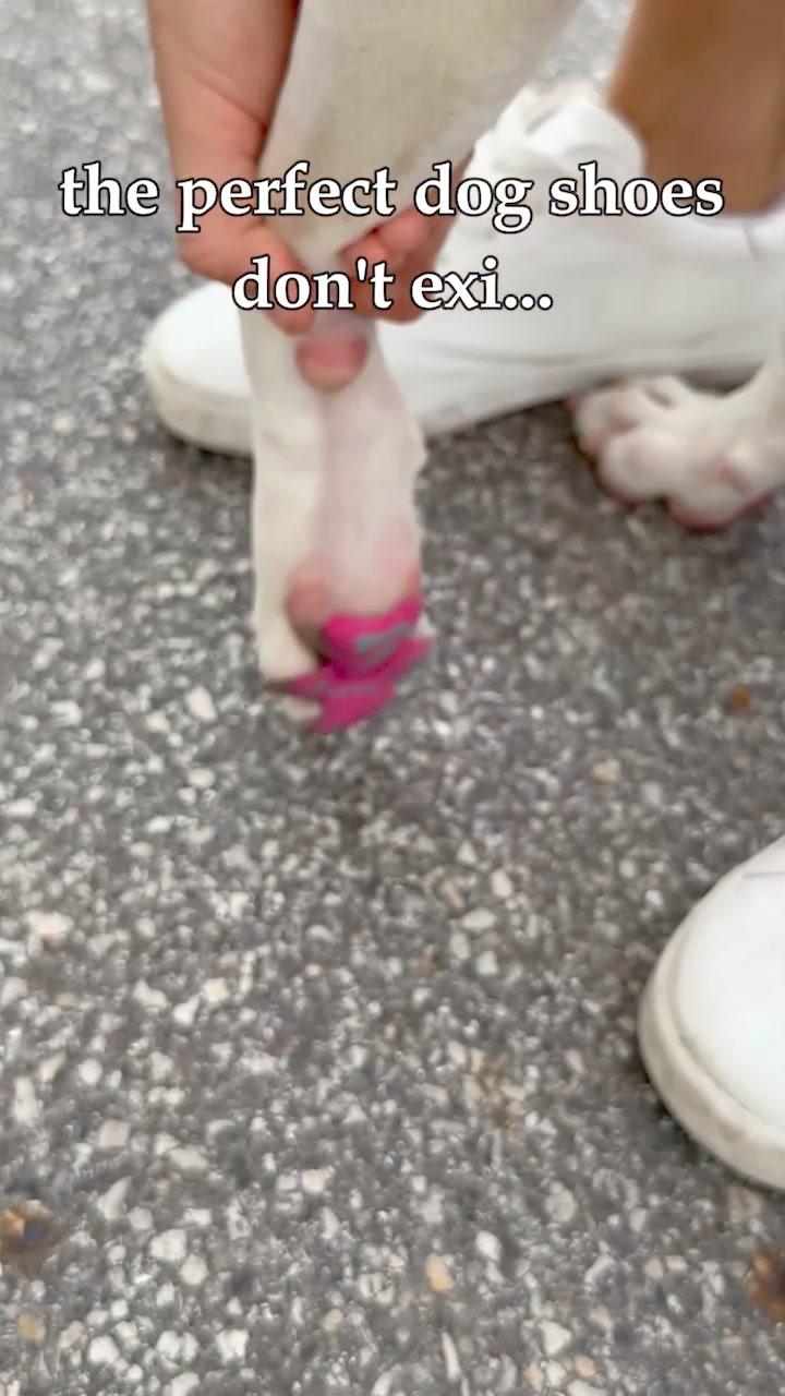 🔥Summer Hot Sale Promotion-49% OFF🐾-Dog Paw Protection 广告素材