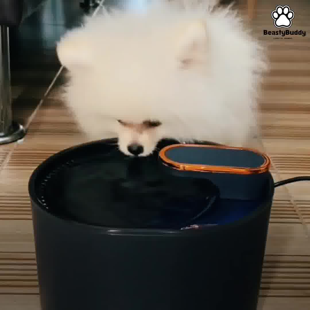 AquaPaws Fountain ad creative