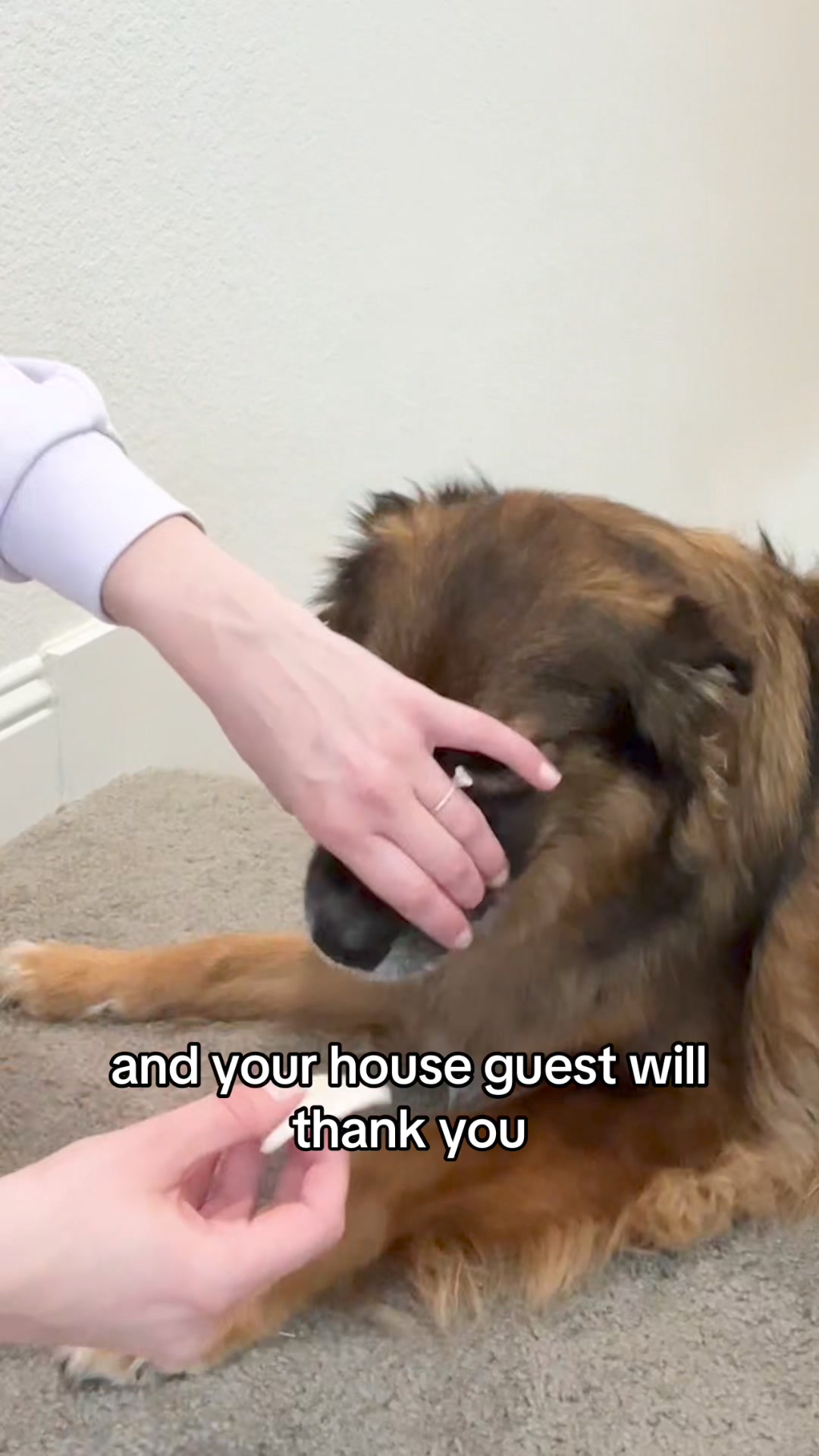 Dog Dental Wipes 广告素材