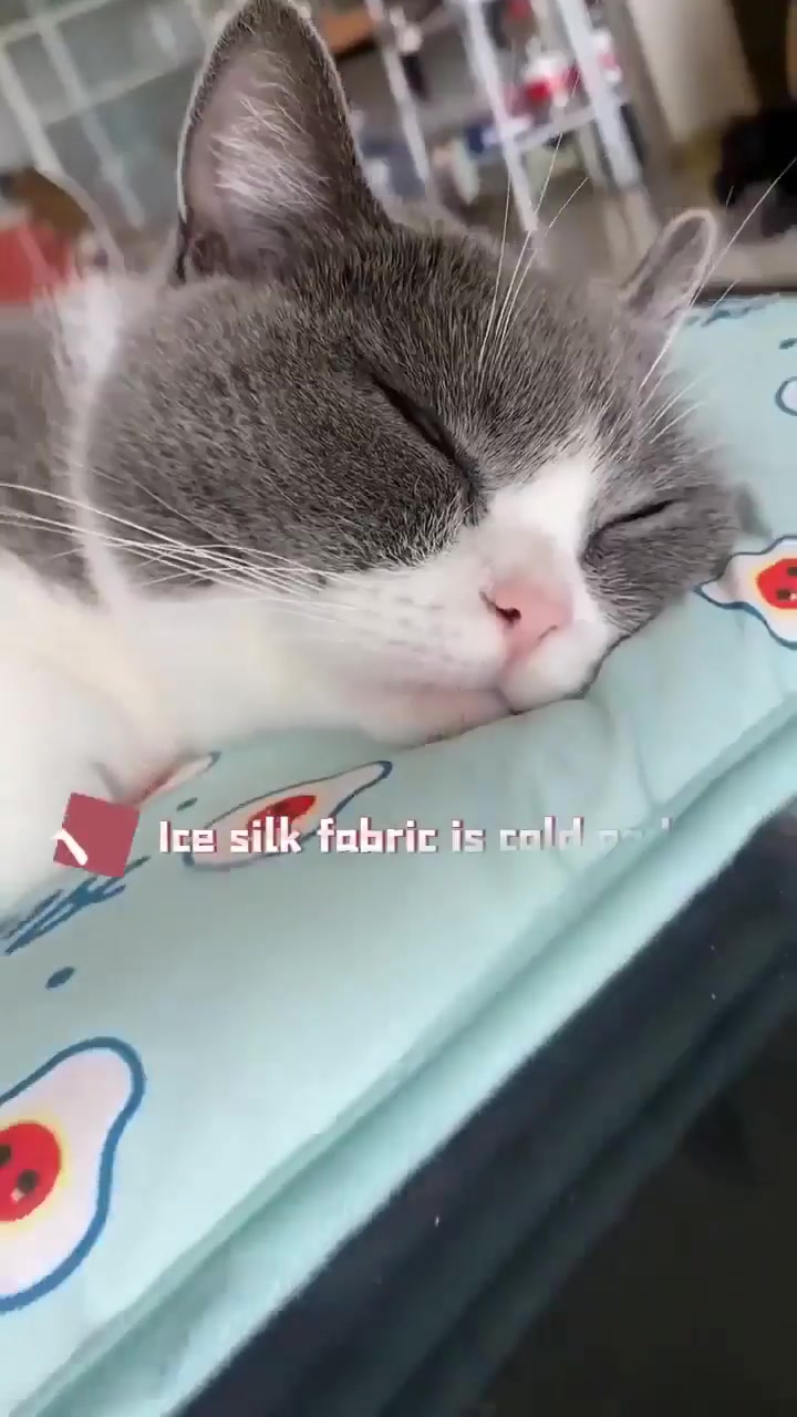 🔥HOT SALE🔥Cats/Dogs Cooling Bed 广告素材