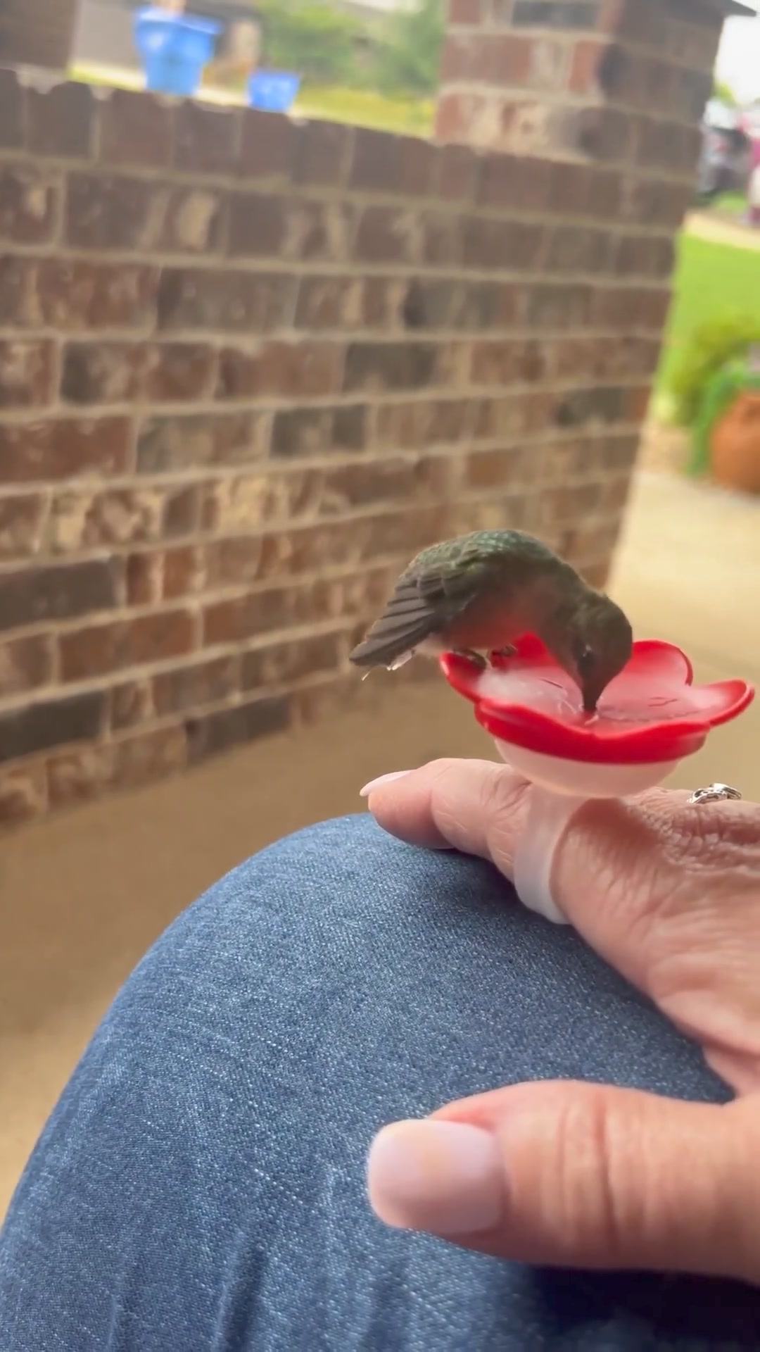 Hummingbird Feeder Ring 广告素材