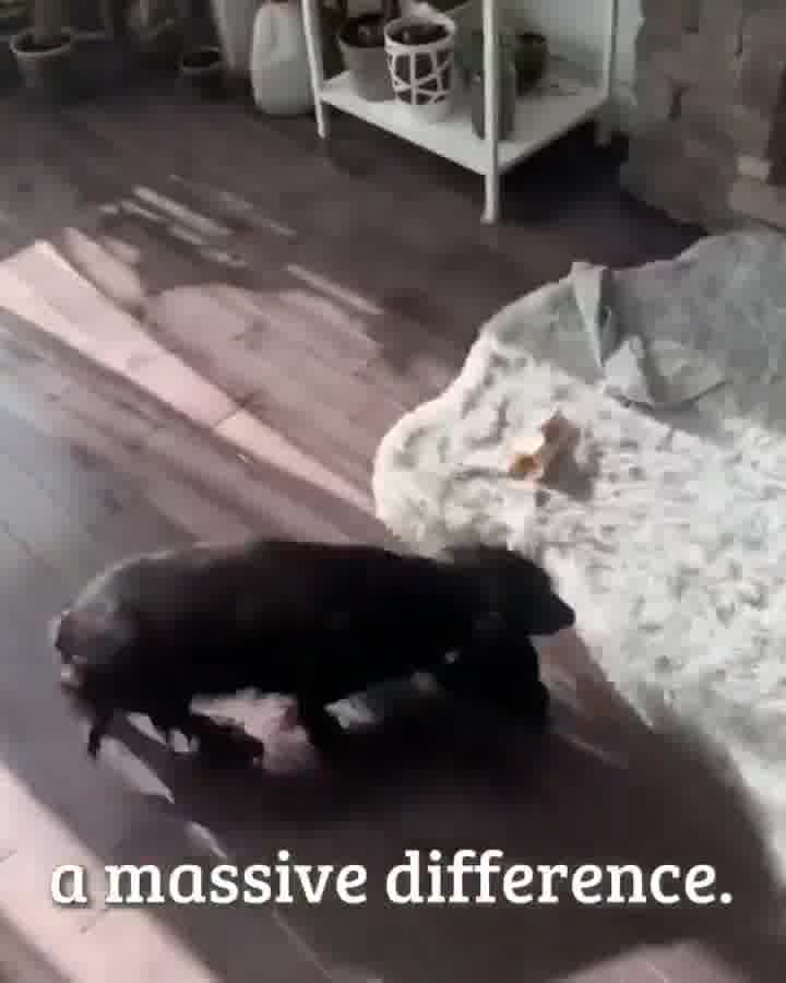 TGS Cozy Pet Bed 广告素材