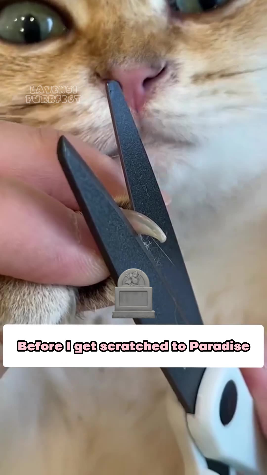 Lavensi™ ClawCare Pro 广告素材