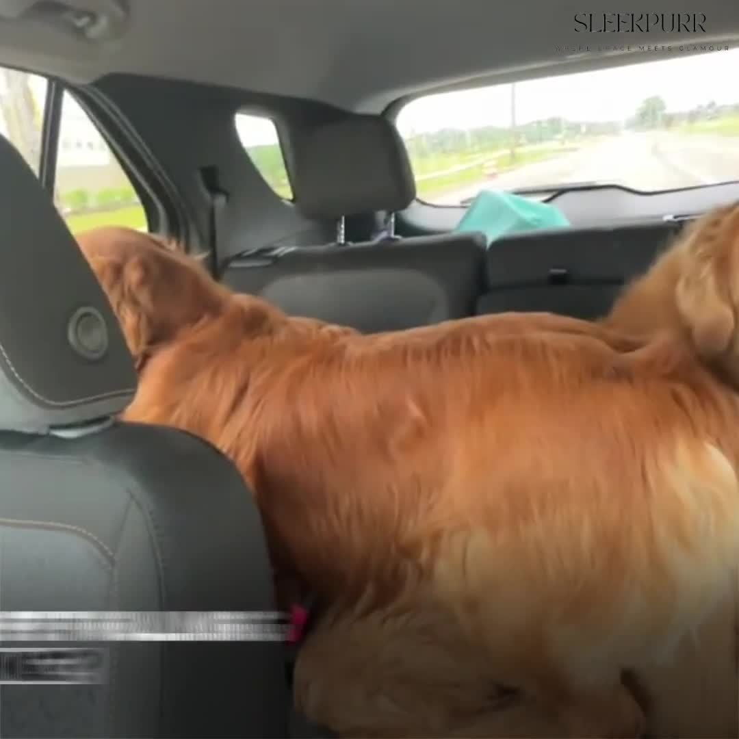 PawGuard Car Seat Extender 广告素材