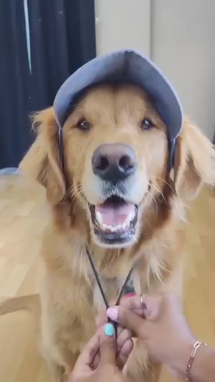 🔥Outdoor-Sonnenschutzhaube für Hunde🐶 广告素材