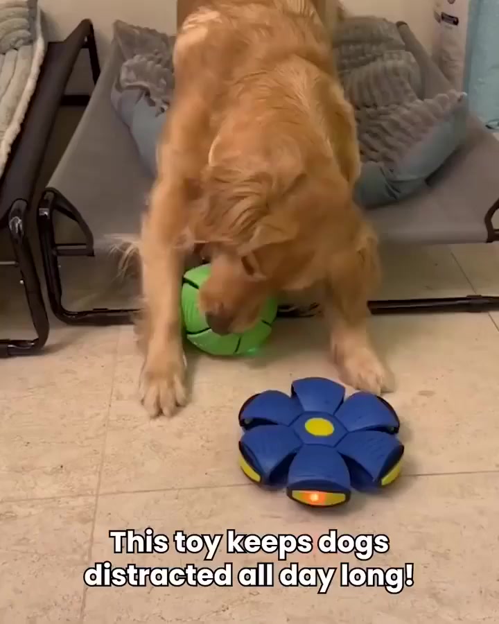 💥The Doggy Disc Ball💞 广告素材