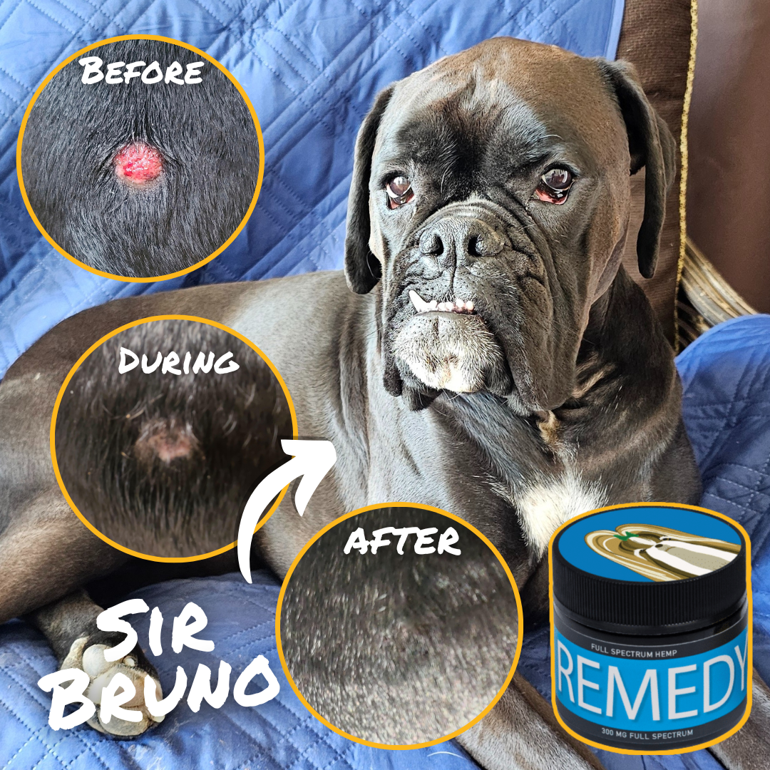 Hemp Salve For Dogs - CBD Dog Health 广告素材
