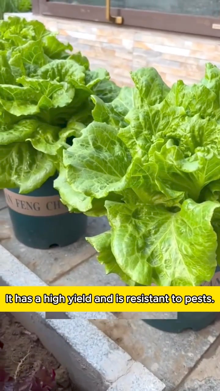 All Season Italian Lettuce ad creative