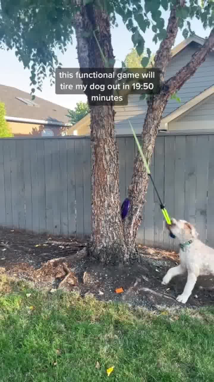 Pawsome TugDent Play Toy 广告素材