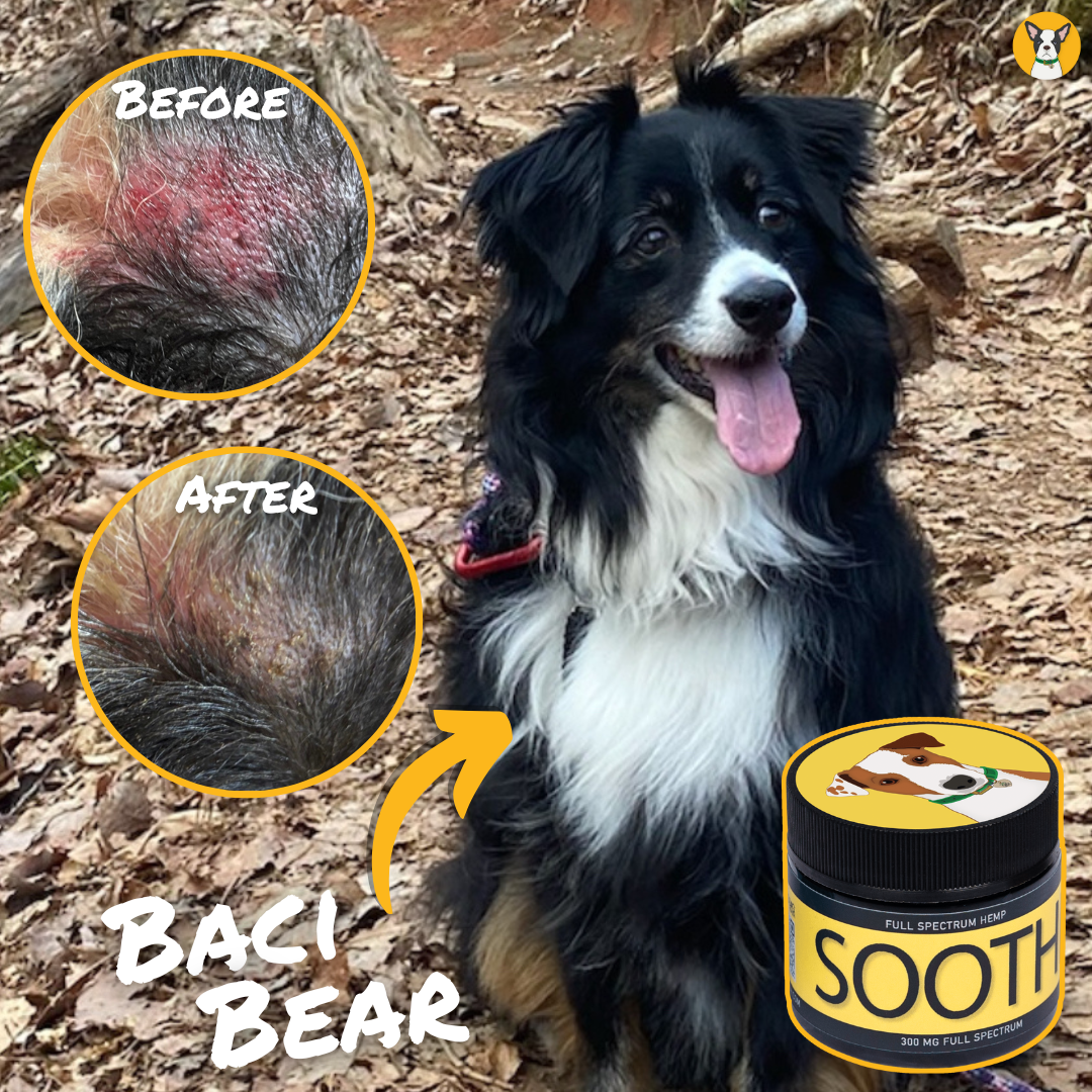 Hemp Salve For Dogs - CBD Dog Health ad creative