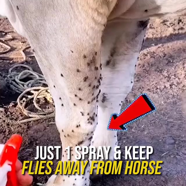 🍀Instant Equine Fly Repellent🍀 广告素材