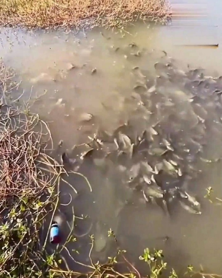 🔥🔥Red worm Scent Fish Attractants for Baits 广告素材