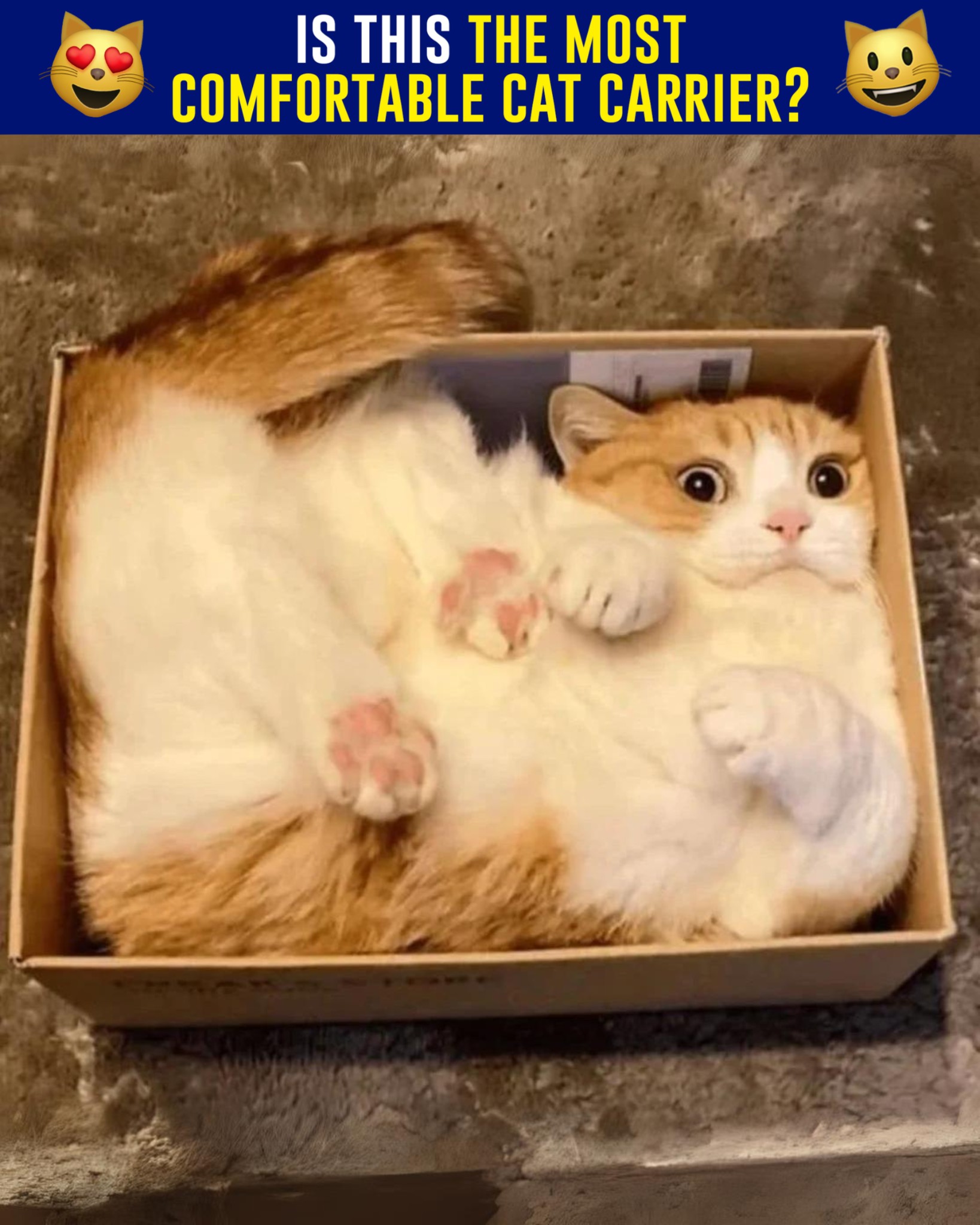 5 Reasons Why This Cat Carrier Pouch Is On Every Cat Parent's 2024 Wis 广告素材