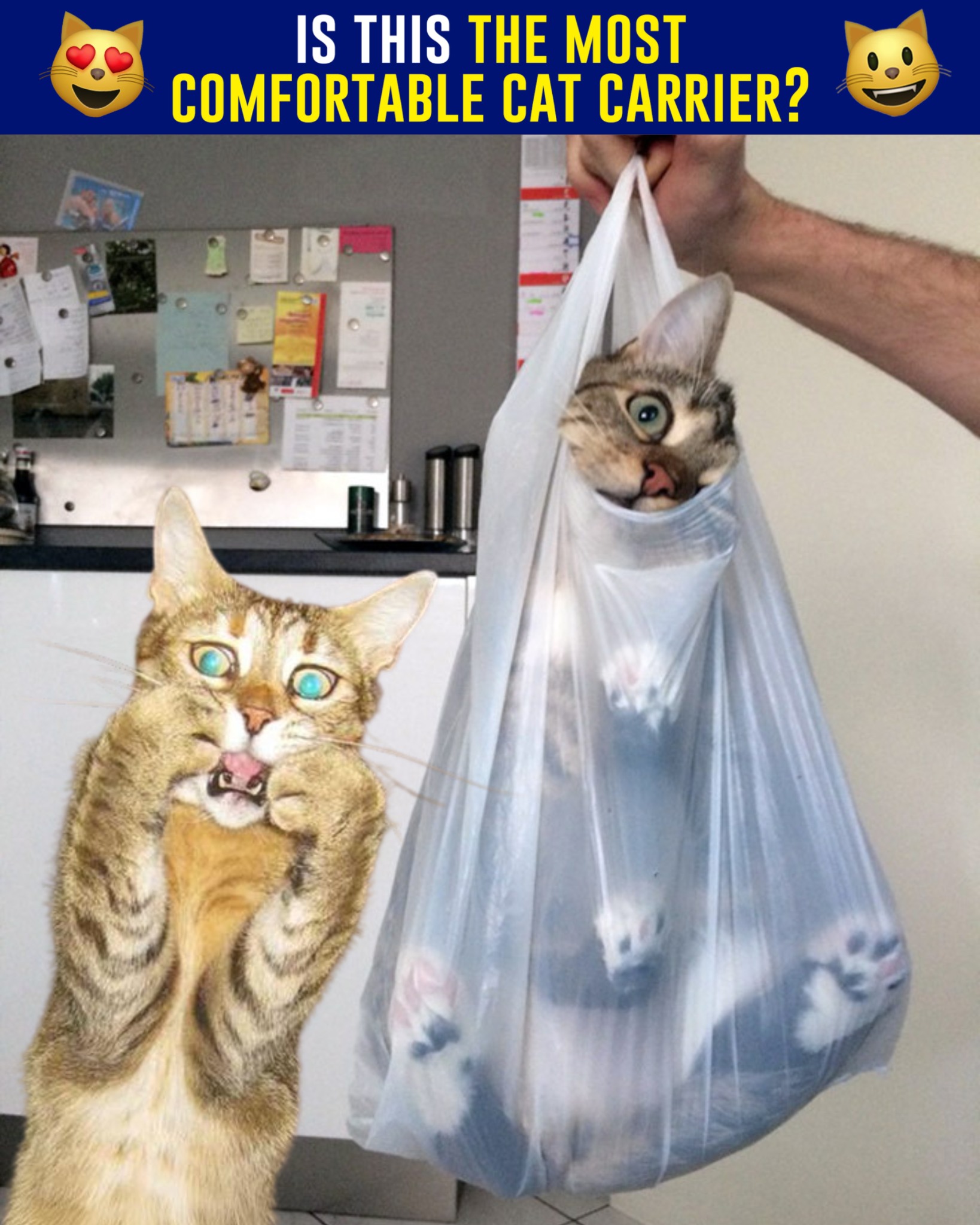 5 Reasons Why This Cat Carrier Pouch Is On Every Cat Parent's 2024 Wis 广告素材