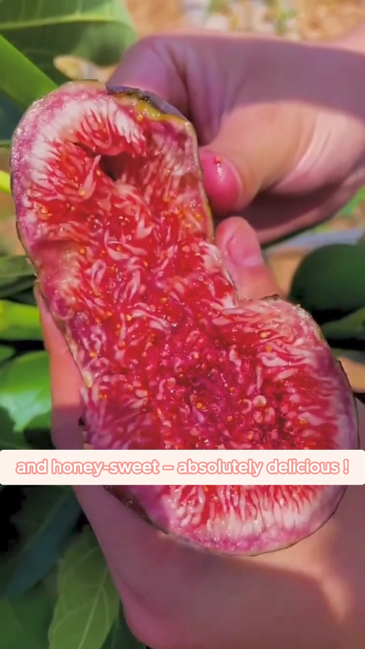 Super Giant Fig Seeds The Sweetness Of A Peach In Every Bite ad creative