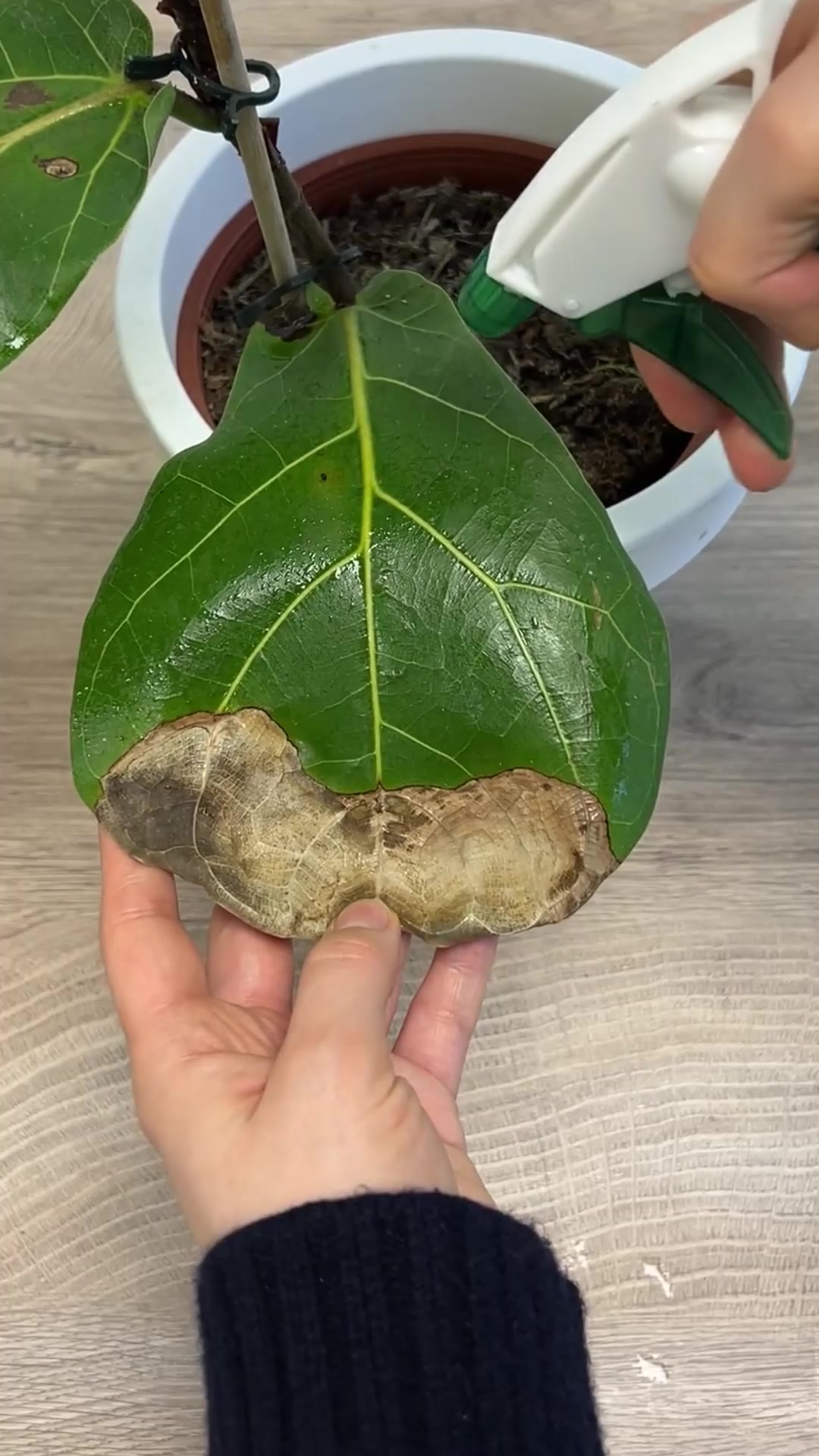 PlantIn: AI Plant Identifier ad creative