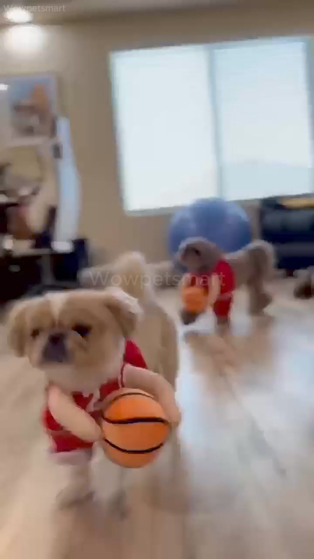 Dog Basketball Costume with Ball ad creative