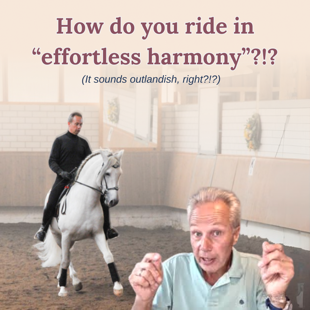 Ritter Dressage ad creative